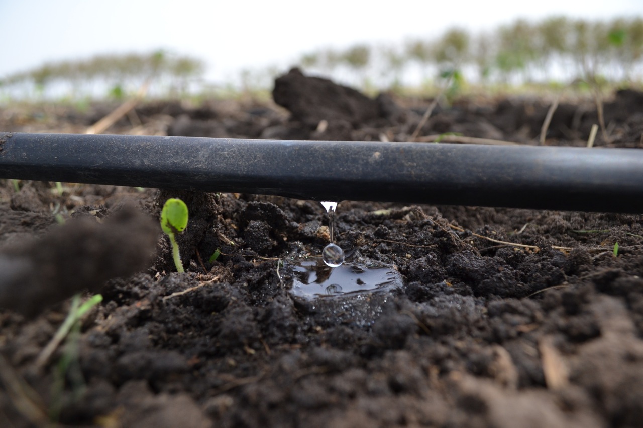 Drip Irrigation